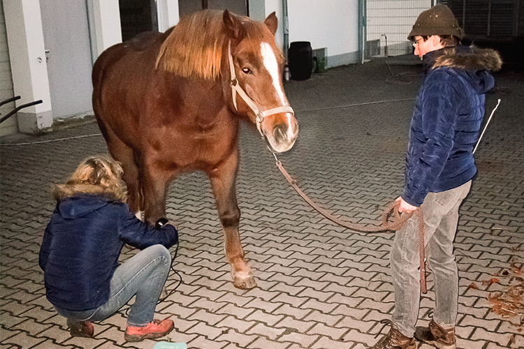 Eva Tauer - Tierheilpraxis Westallgäu, Lasertherapie für Tiere